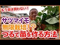 家庭菜園や農園のサツマイモ栽培はツルを活用して無限栽培！苗はもう買わない！？ツルで苗を作る方法を徹底解説！【農園ライフ】/Tips for using sweet potato vines.