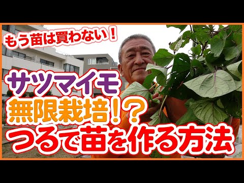 Subtitles ver】Tips for using sweet potato vines from a Japanese