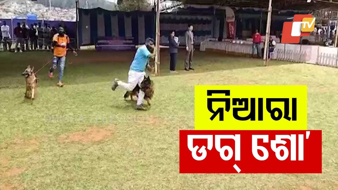 136th & 137th National Dog Shows in Ooty Feature 450 Dogs Across 56 Breeds