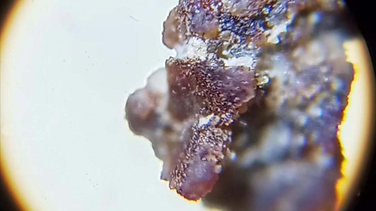 Black Pepper under Microscope YouTube