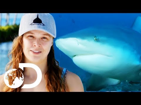 Ronda Rousey Attempts To Hand Feed A Bull Shark! | SHARK WEEK 2018