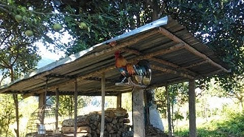 qaib dib daj zoo nraug