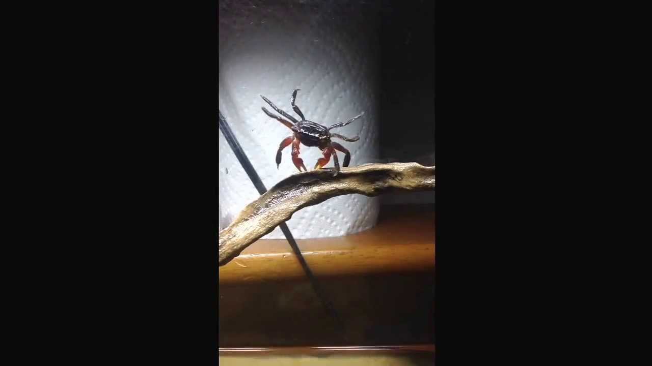 aquarium plants Red claw crab climbing on roots.
