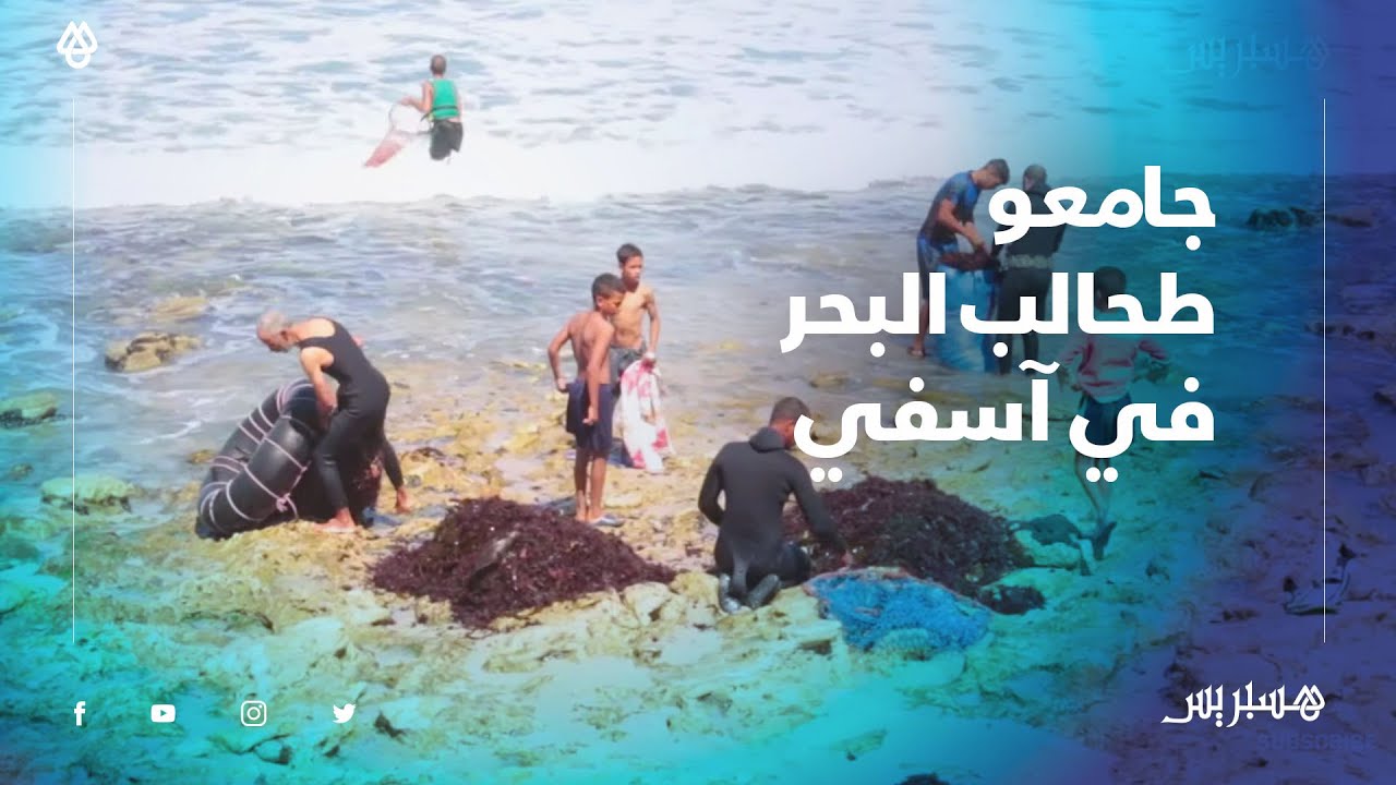 جامعو طحالب البحر في آسفي.. إكراهات الغطس ومنافسة الشركات