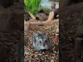 Hamster Tweety, Yasmin, Pip #cutehamsterdoing #hamstereating #cuteanimals #hamsterbabys #hamsterlove