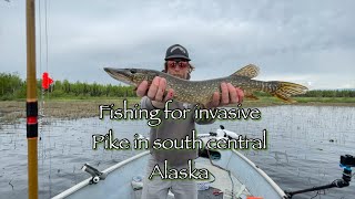 Fishing for invasive pike in Alaska