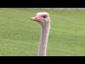 Animal Park - Lion & Ostrich Feeding | Safari Park Documentary | Natural History Channel