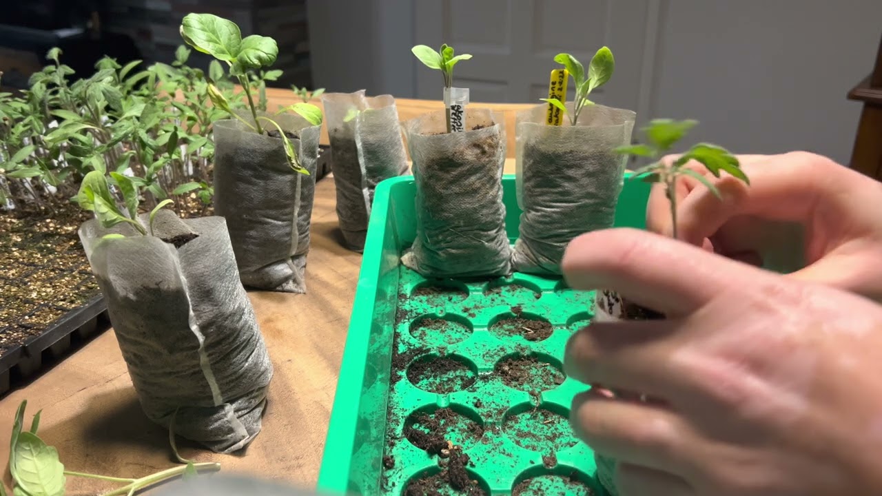 greffe de tomate🍅aubergine🍆et plantation de PDT🥔 jamais vu