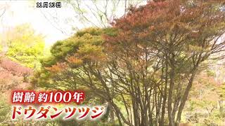 紅葉絶品　ドウダンツツジ　迫力がある逸品　11.13撮影 mqdefault.jpg