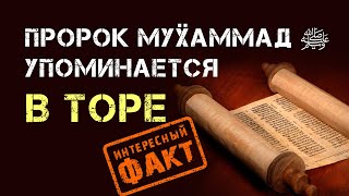 Пророк Мухаммад ﷺ упоминается в Торе. Это скрывают