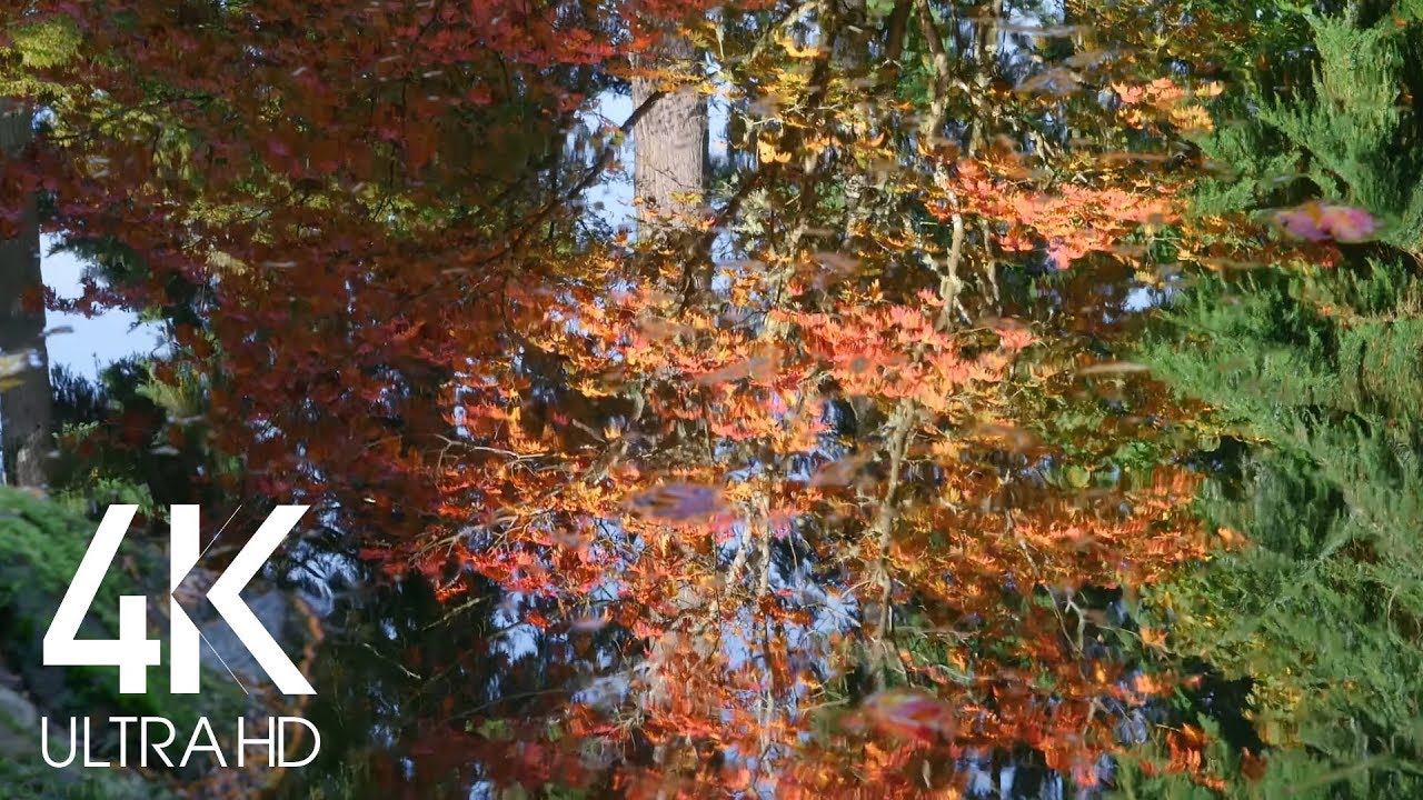 watershed Autumn Reflection in the Water - 8 Hours Relaxing Water Sounds & Birds Signing - 4K Scenery Video