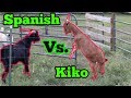 Spanish Goat Vs Kiko Goat!!!! Breeding Season!