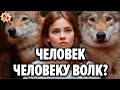 Волчьи законы, которые нам стоит перенять ! 🐺 Тайны волчьей стаи