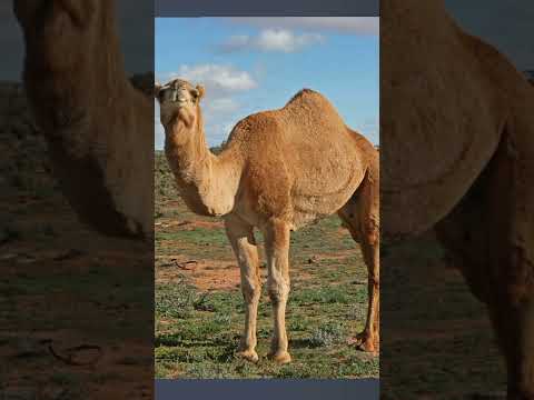 تفسير حتى يلج الجمل في سم الخياط في دقيقة 