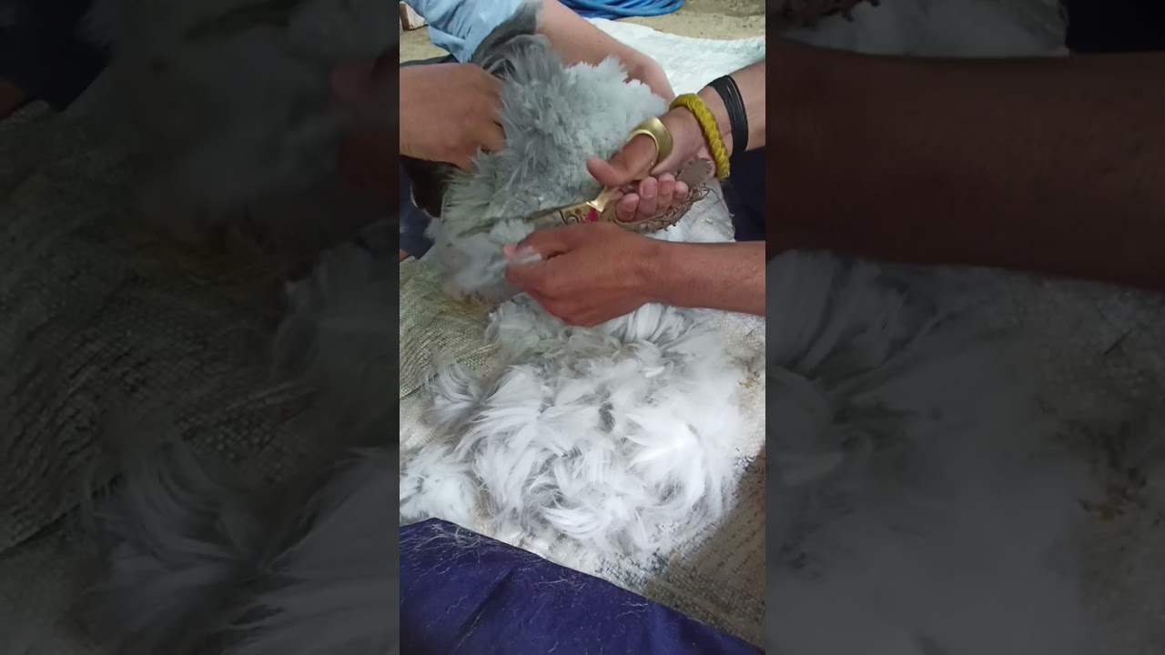 Angora rabbit wool cutting ✂️ 