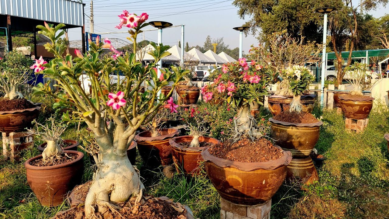 ต้นชวนชม ต้นไม้มงคลสวยๆไอดีไลน์. @littlegarden 