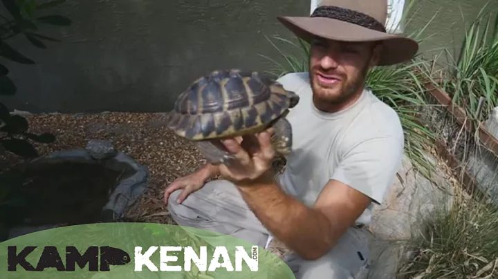 Best Hermann's Tortoise Info! Kamp Kenan S2 Episode 10