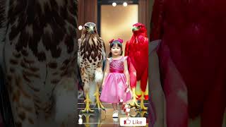 Unbelievable! Baby &amp; Two Bird Hawks Fashion Show 😍🦜 #hawk  #agt #shorts #birds