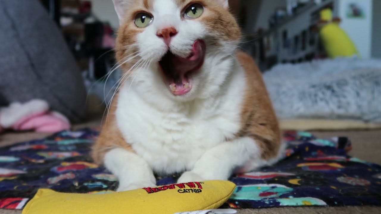 Cat Eats Catnip YouTube Cat Eats Catnip YouTube