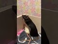 Мурочка и Нафаня высматривают что-то. #крысы #rats
