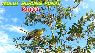 mikat burung punai daun pakai pulut lidi