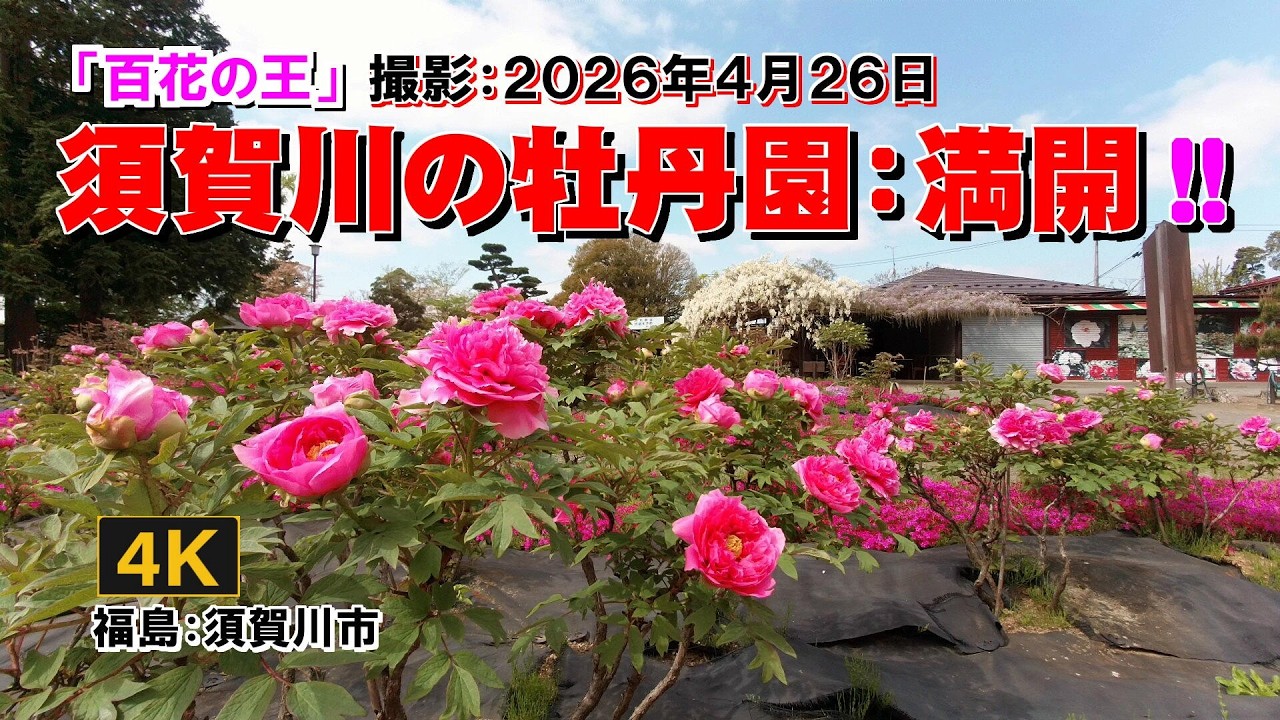 牡丹麗和 3箱　2026年7月期限 ボタンのトリビュート（京都府立植物園）：2026年4月19日（日）｜藤井