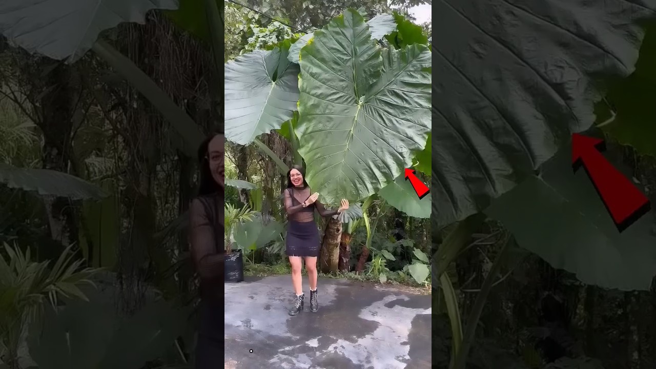 Why People in China Love Eating Taro Leaves & Roots😲🤔 #shortsfeed #shorts #youtubeshorts #farming