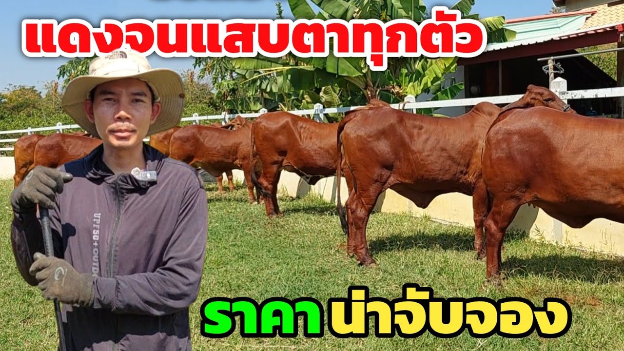 สุดจริงสวยจริง‼️คัดมารอบนี้แดงจนแสบตาทุกตัว วัวงามราคาน่าจับจอง มาที่นี่ไม่มีผิดหวัง