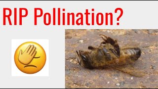 Colony Collapse & Native Bees