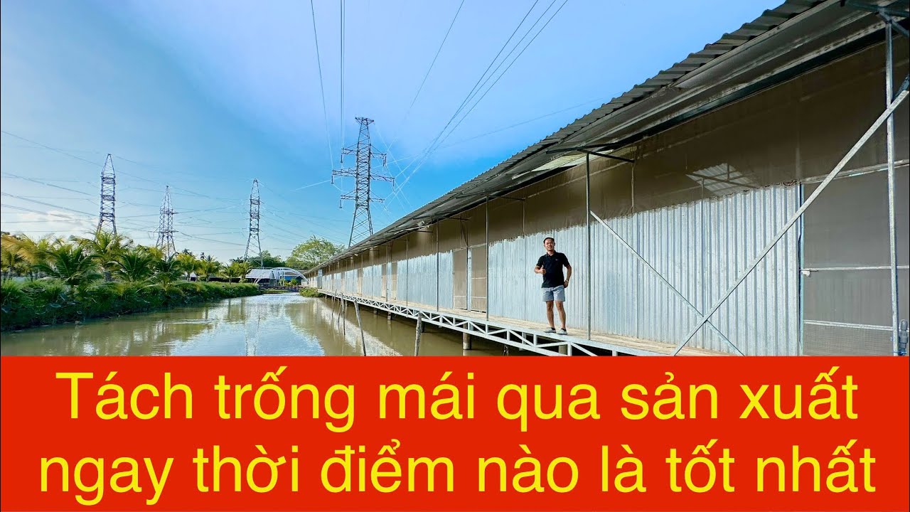 Trại Gà Duyên Ti chia sẻ kỹ năng tách trống mái qua sản xuất. Ngày 28 tháng 1 năm 2024