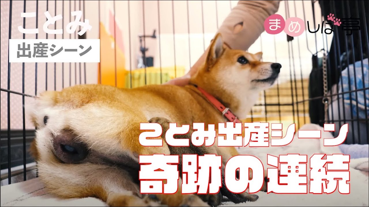 Серия чудес: сцена рождения Мамешибы и Kotomi