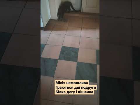 Місія неможлива/ Граються дві подруги/ Білка дегу і кішечка/ # ...