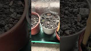 Plant stock &amp; Begonia for summer #gardening #lifeisbutadream #hermionelaake #pots #cottagegarden