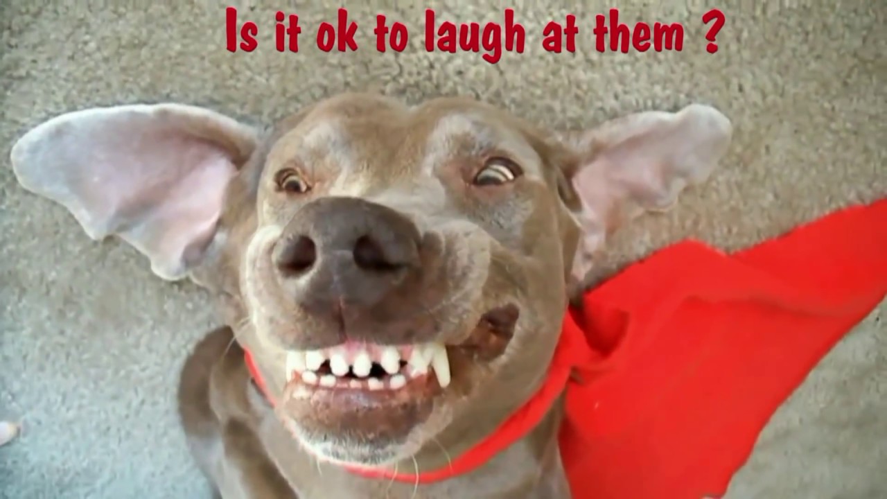My Dog Has Tourettes is it ok to Laugh? - YouTube
