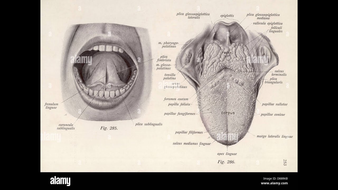 Anatomy of the Head & Neck: The Tongue Lec 6 تشريح اللسان - YouTube