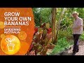 How to grow your own bananas