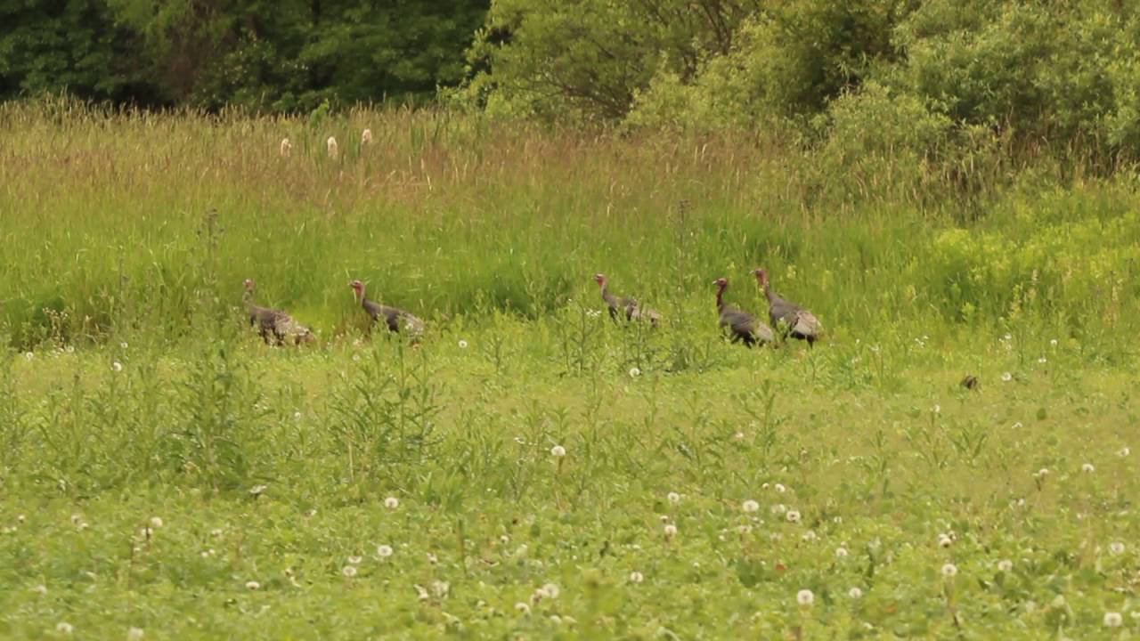 Wild Turkeys 2016 lys