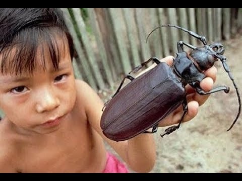 10 najstrašniji insekata na svijetu od kojih ćete se naježiti !