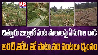 చిత్తూరు జిల్లా  పంట పొలాలపై ఏనుగుల దాడి|| elephant attack banana |Chittoor district@apreport123