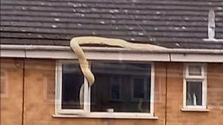 Forget snakes on a plane, how about a python on the roof, in Hampshire trying to get in? (UK)