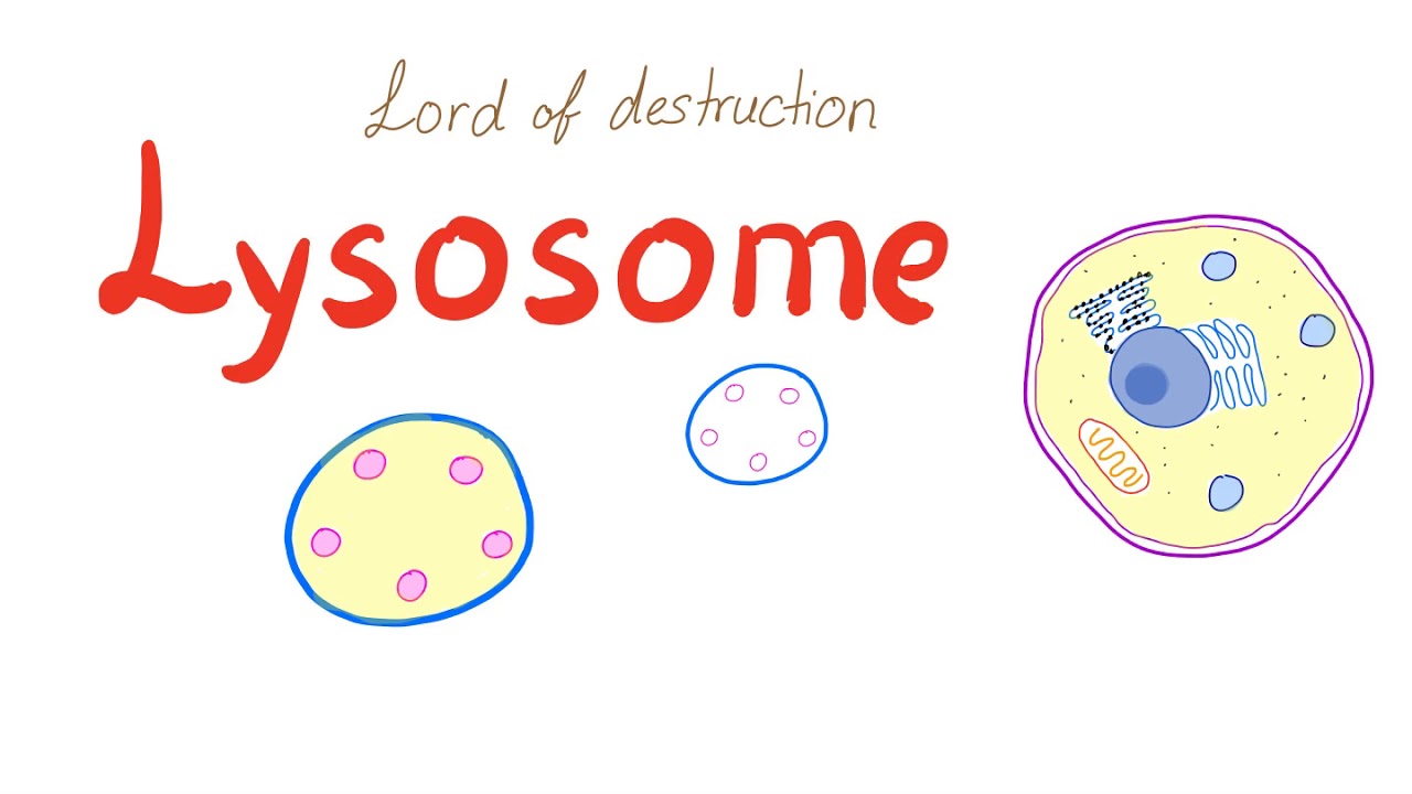 Lysosome