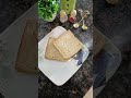 Grilled cheese sandwich easy to make . home made recipe