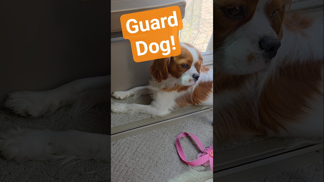 Guard dog! 