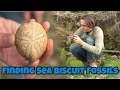 Fossil Hunting in Florida for Prehistoric Sea Biscuits, Sand Dollars and Urchins (Echinoids)