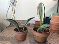 Repotting My Sansevieria Masoniana Whale Fin