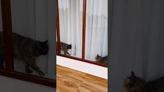 വെട്ടം ഇച്ചിരി കൂടി പോയി മമ്മാ !!