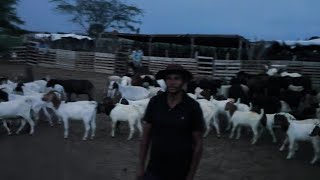  VENDESE CABRITA BOÉ E FLÁVIO FALA DO SEU CASAMENTO QUE ESTÁ DANDO CERTO GRAÇAS A DEUS SOLEDADE PB