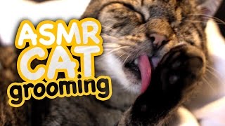 ASMR Cat - Grooming #45 by CatCloseUps 57,099 views 7 years ago 11 minutes, 3 seconds