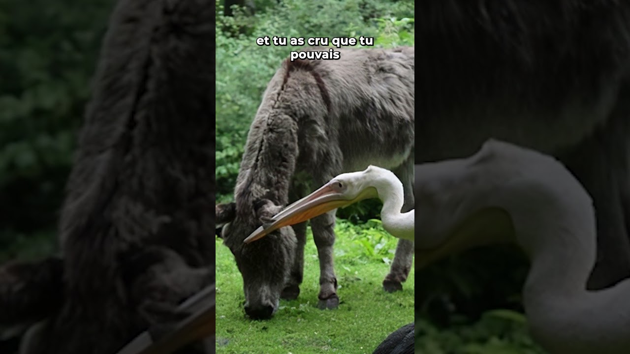 Les Pélicans sont Insolents #nature #animal #omg #ocean