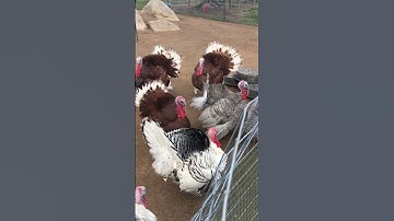 Thumbnail of Turkey gobble when they hear a whistle 😂